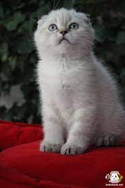 super kalite blue point scottish fold yavrularimiz petonya petshop farki ile magazamizda super kalite blue p cat scottish fold cat scottish scottish folds