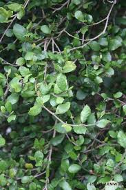 Image result for Streblus usambarensis