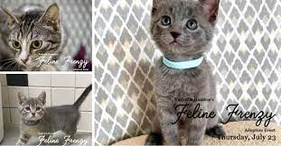 All dog owners will have to sign a. Nashville Humane Association Plans Feline Frenzy Adoption Event Wkrn News 2