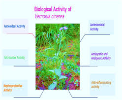 Image result for Vernonia cinerea