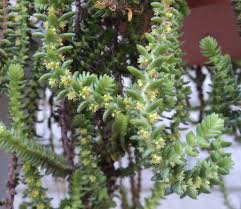 Image result for Crassula schimperi