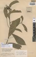 Image result for Campylospermum