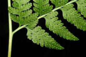 Image result for Microlepia speluncae