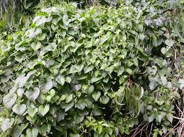 Image result for Basellaceae