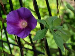 Image result for Ipomoea coptica