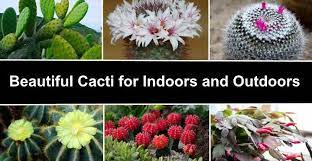 Search for hundreds of cacti and learn key information about each including photos, sun needs cactus types names. 14 Types Of Cacti For Indoors And Outdoors Including Pictures