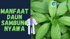 Daun berwarna hijau cerah dan terasa halus saat disentuh. Manfaat Daun Sambung Nyawa Untuk Jantung Youtube