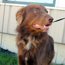 Adopt Bishop On Petfinder Dogs Golden Retriever Labrador Retriever Labrador Retriever Mix