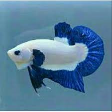 Jadi gini gan, ikan cupang itu memang banyak variasi warna jenis dan juga rupanya. Ikan Cupang Blue Rim Shopee Indonesia