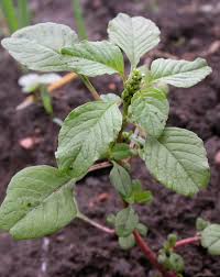 Image result for Amaranthus blitum