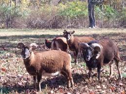 Soay Sheep For Sale Stevensville Montana Sheep For Sale Sheep Montana