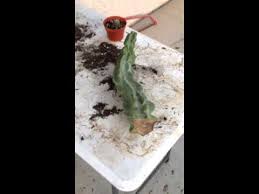 How to grow a cactus. Totem Pole Cactus Cutting Youtube