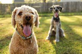 What Is The Lifespan Of A Yorkie Poo