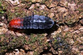 This Giant Firefly Looks Even Weirder In The Light Australian Geographic