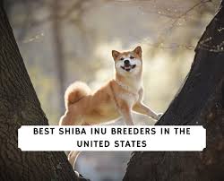 Feel free to browse hundreds of active classified puppy for sale listings, from dog breeders in pa and the surrounding areas. 10 Best Shiba Inu Breeders In The United States 2021 We Love Doodles