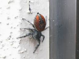 We did not find results for: Urban Scientist An Unusual Spider Evil Mad Scientist Laboratories