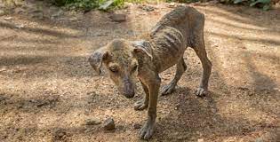 An abandoned dog was found so severely starved that she was unable to walk or stand. Is My Dog Too Skinny Doggear