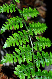 Image result for Dryopteridaceae