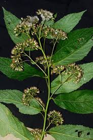 Image result for Senecio sp.no.1