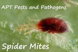 Image result for Tetranychidae grapevine