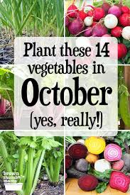 Winter vegetables, the month of october is considered to be the best for planting vegetables at home. 14 Vegetables To Plant In October Zone 9 Growing Vegetables In Pots Fall Garden Vegetables Planting Vegetables
