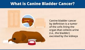 Since we can't ask our dogs how they are feeling each day, it's important to understand the signs of a sick dog. Bladder Cancer In Dogs Canna Pet