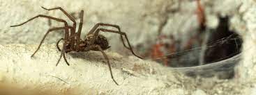 Other members of this group will eat mold spores in your bathroom shower. Spiders In Your Home Natural History Museum