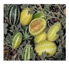 Image result for Cucumis prophetarum
