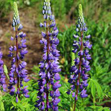 Lupine cultivation is at least 2,000 years old and most likely began in egypt or in the general the lupine plant, like other grain legumes (beans, peas, lentils, etc.) fixes atmospheric nitrogen, and. Lupine Seeds Russell S Hybrid Mixed Colors Ferry Morse Home Gardening 202 S Washington St Norton Ma 02766