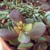 Jade plants love light, and young plants especially should be exposed to bright, indirect sun in order to thrive. 1