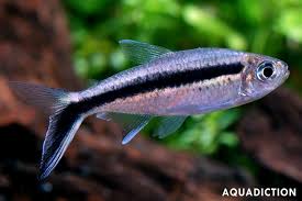 Image result for Tetradenia bainesii