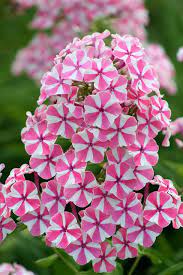 Pin On Flower Names