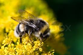 18 free vector graphics of bumble bee. Cute Bumblebee Working On A Yellow Stock Image Colourbox
