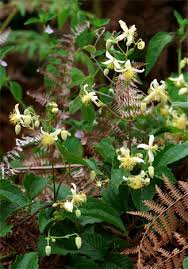 Image result for Clematis brachiata