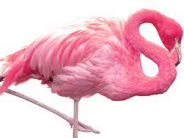 Why Are Flamingos Pink Bbc Science Focus Magazine