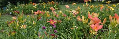 Foster award for best late blooming daylily,2019 rw munson award for best. Gsdg 2018 Live Auction Daylily Auction