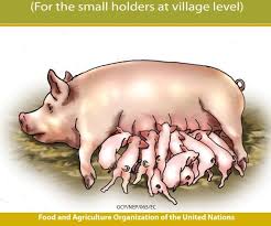 Farmer S Hand Book On Pig Production