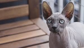 We did not find results for: Top 9 Katzenrassen Die Weniger Haaren Gibt Es Katzen Die Nicht Haaren