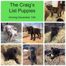 We did not find results for: Fosters Needed For Craigslist Puppies Maine Lab Rescue The Maine Pet Expos