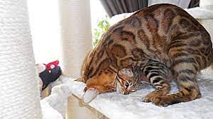 Mother Cat Bites Her Kittens Out Of Excitement Youtube