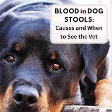 This type of malignant tumor growth can take place in many parts of the body, including the gastrointestinal system of dogs. 16 Causes Of Blood In Dog Stool Pethelpful