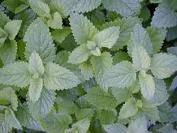 Image result for Melissa officinalis