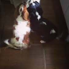 Cavalier King Charles Spaniel Cavalier King Spaniel Cavalier King Charles King Spaniel