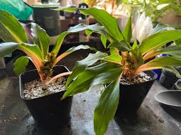 Image result for Chlorophytum filipendulum