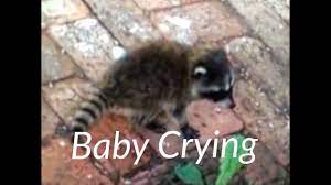 We did not find results for: Raccoon Sounds Noises Baby Crying For Momma Victoria Bc Cute Youtube