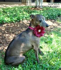 Sophia Is An Adoptable Italian Greyhound Dog In Flower Mound Tx Sophia Is An 8 Lb 10 1 2 Year Old Petit Italian Greyhound Dog Grey Hound Dog Italian Greyhound
