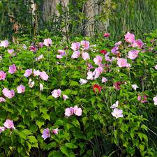 Image result for Hibiscus