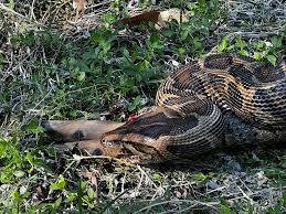 Ahead of 2025 Florida python challenge, info about snake bites, venom