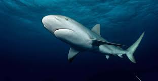 Image result for Shark