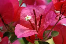 Info on pruning was helpful. Bougainvillea Flowers Bougainvillea Sp Stock Image B802 1188 Science Photo Library